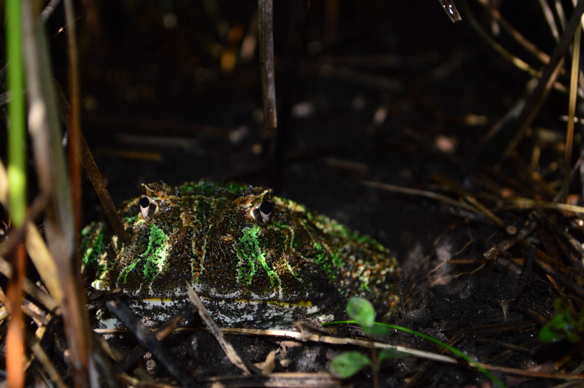 Ceratophrys ornata   Reproductively inactive period   Photographed by Camila Deutsch (3)